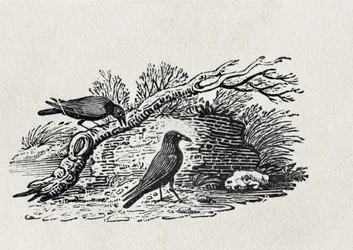 Kraaien (Corvus corone corone) uit 