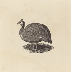 Parelhoen