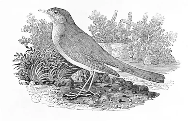De nachtegaal (Luscinia megarhynchos) uit de 