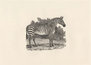 Zebra