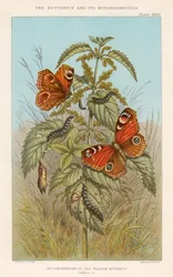 Gedaanteverwisselingen van de dagpauwoog, 1888