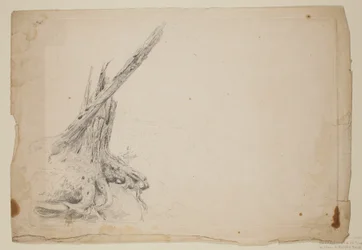 Gebroken stam van een boom