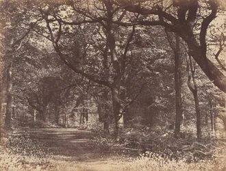 Boslandschap, Norton, Cheshire