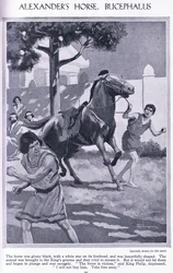 Alexanders paard, Bucephalus: het paard was glanzend zwart met een witte ster op zijn voorhoofd, ca 1950 (litho)