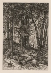 Interieur van een Californisch bos (naar Thomas Moran (Amerikaans