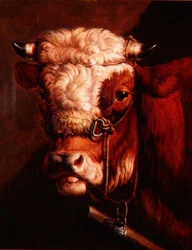 Portret van een Stierenkop