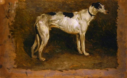 Een windhond