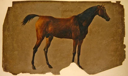 Een Arabisch Paard