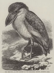 De bootbek, in de tuinen van de Zoological Society, Regent