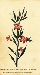 Gillyflower struik van Nieuw-Zuid-Wales, 1800 (gravure)