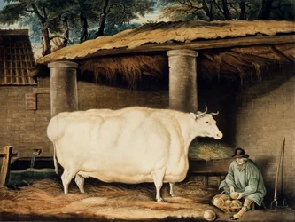 Een korthorige vaars, gegraveerd door William Ward, Dartington, 1811
