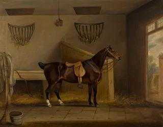 Een gezadelde Bay Hunter in een stal