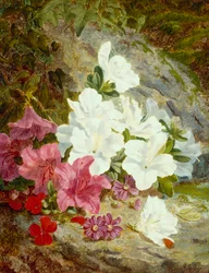 Azalea