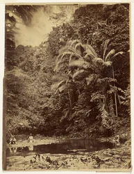 Jungletafereel met palmbomen en ander dicht gebladerte, Darién-expeditie, landengte van Panama