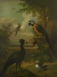 Ara en andere vogels in een landschap