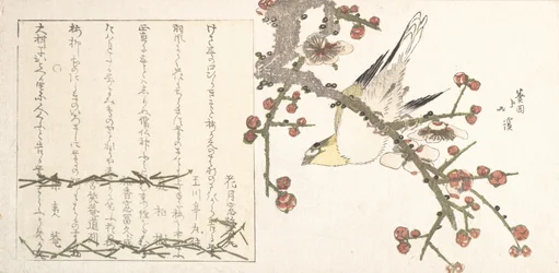 Bush Warbler op een pruimentak Ume ni uguisu