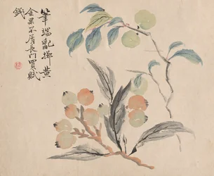 Loquatboom van Japan
