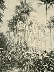 Een palmbos, 1901