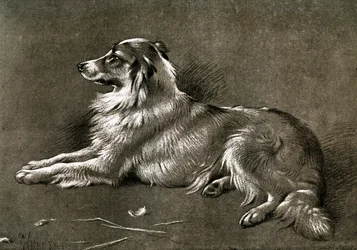 Een herdershond, 1901