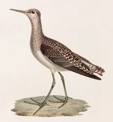 Een kleurenillustratie van een vogel