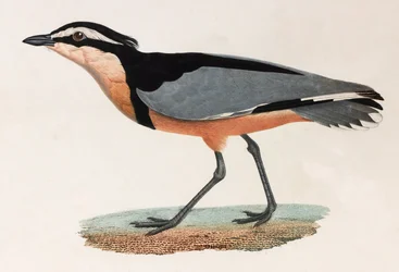 Een kleurenillustratie van een vogel