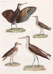 Een volledige pagina met kleurenillustraties van vogels