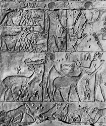 Een jachtscène uit het graf van Ptahhotep, nabij Saqqara, Egypte, ca. 2650 v.Chr. 1936