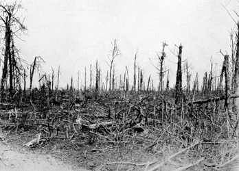 Een bos in het Somme-gebied, Frankrijk, 1916, c1920