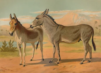 Abyssinische Wilde Ezel & Vrouwelijke Indiase Onager, ca. 1879