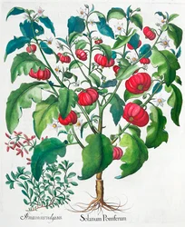 Afrikaanse Tomaat en Marjolein planten