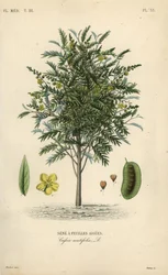 Alexandrijnse senna, Senna alexandrina, Cassia acutifolia, Sene a feuilles aigues
