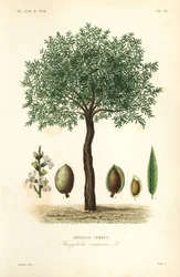 Amandelboom, Prunus dulcis, Amandier commun