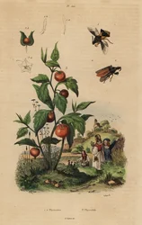 Hinderlaagwants, Macrocephalus cimicoides 1,2, en lampionplant, Physalis alkekengi 3