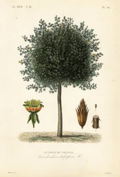 Amerikaanse tulpenboom of tulpenhout, Liriodendron tulipifera