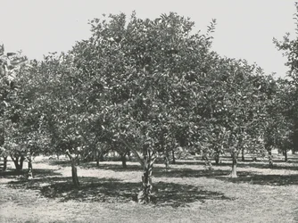Een sinaasappelboomgaard nabij de stad, St. Augustine, VS, 1895