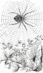 Een wielwebspin of araneid