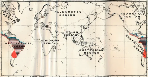 Anthropoidea - V. Kaartverdeling van Families Hapalidae Rood, en Cebidae Blauw, 1897