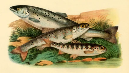 Atlantische zalm - Grilse, Smolt en Parr