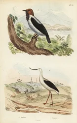 Baardklokvogel, Procnias averano, en Amerikaanse steltkluut, Recurvirostra americana
