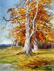 Beuk, herfst
