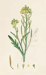 Brassica tenuifolia. Muur raket, 19e eeuw