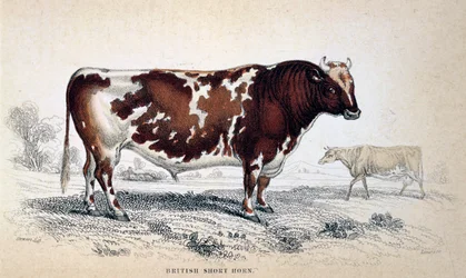 Britse Korthoorn, 1839