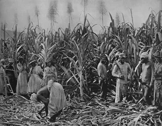 Rietsnijders in Jamaica, 1891