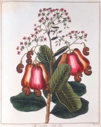 Cashewnoot - Anacardium occidentale, c1798
