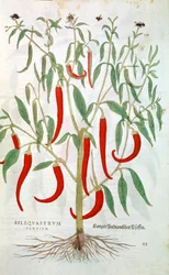 Cayennepeperplant Capsicum, 16e eeuw