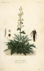 Chinese rabarber of rabarberwortel, Rheum palmatum