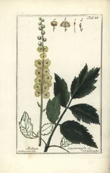 Cimicifuga, Cimicifuga racemosa of zwarte zilverkaars, Actaea racemosa (zilverkaars)