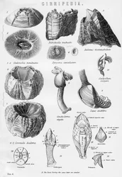Cirripedia, 19e eeuw
