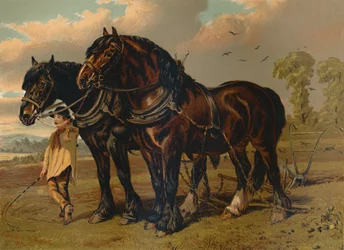 Clydesdale Hengst & Merrie, c1879