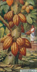 Cacao, 1. - Cacaoboom, Trinidad, 1928